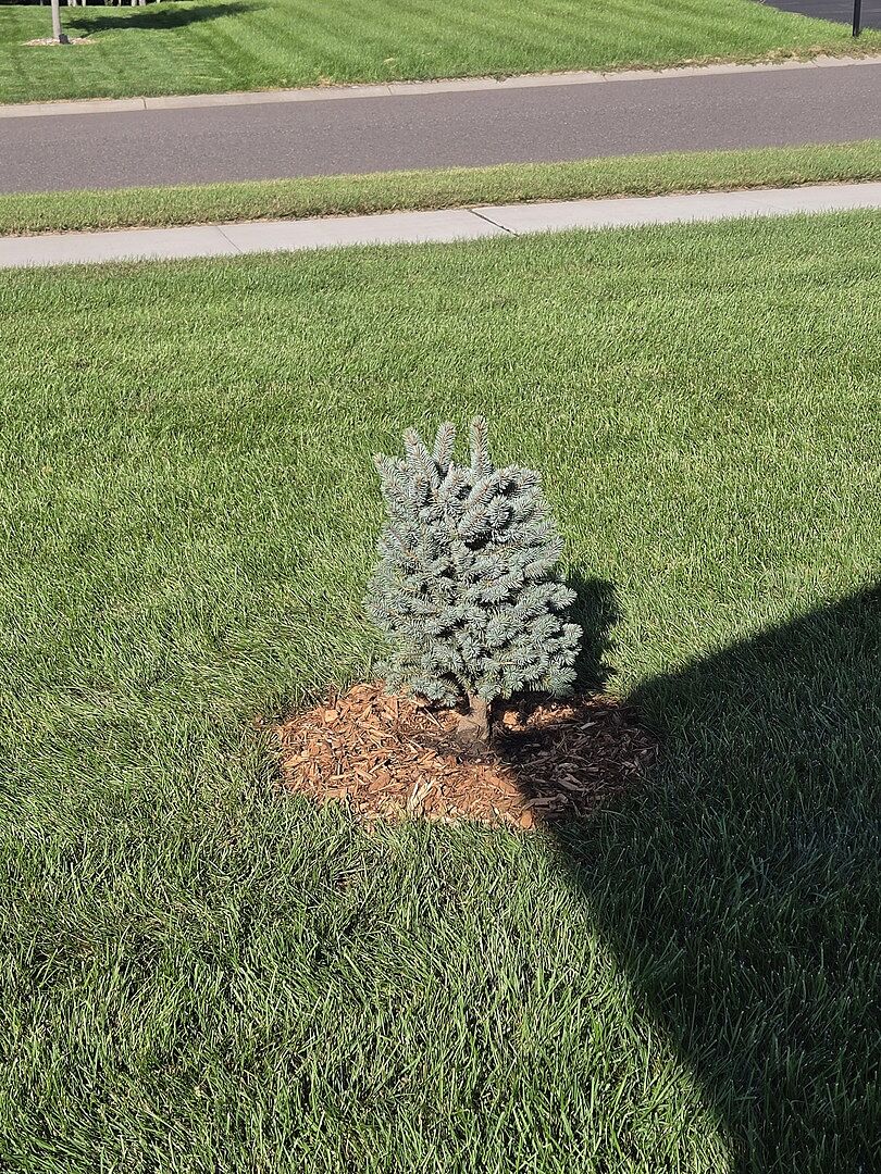Customer review of Baby Blue Spruce Tree