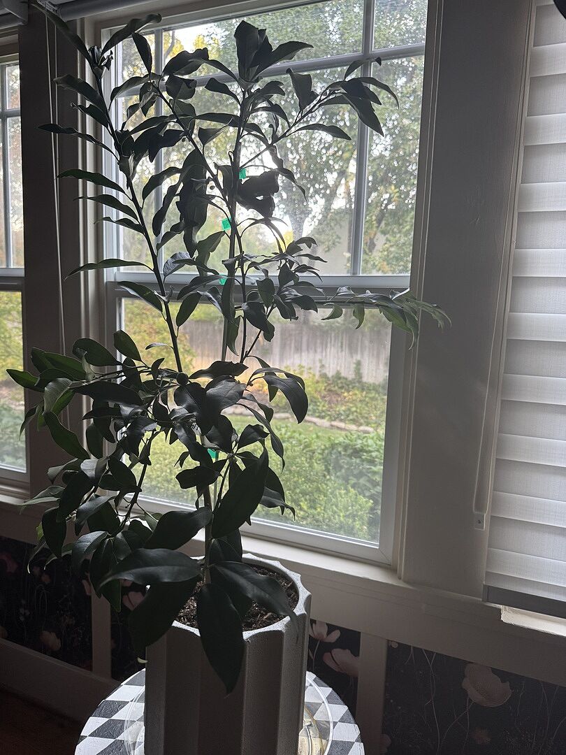 Customer review of Nagami Kumquat Tree