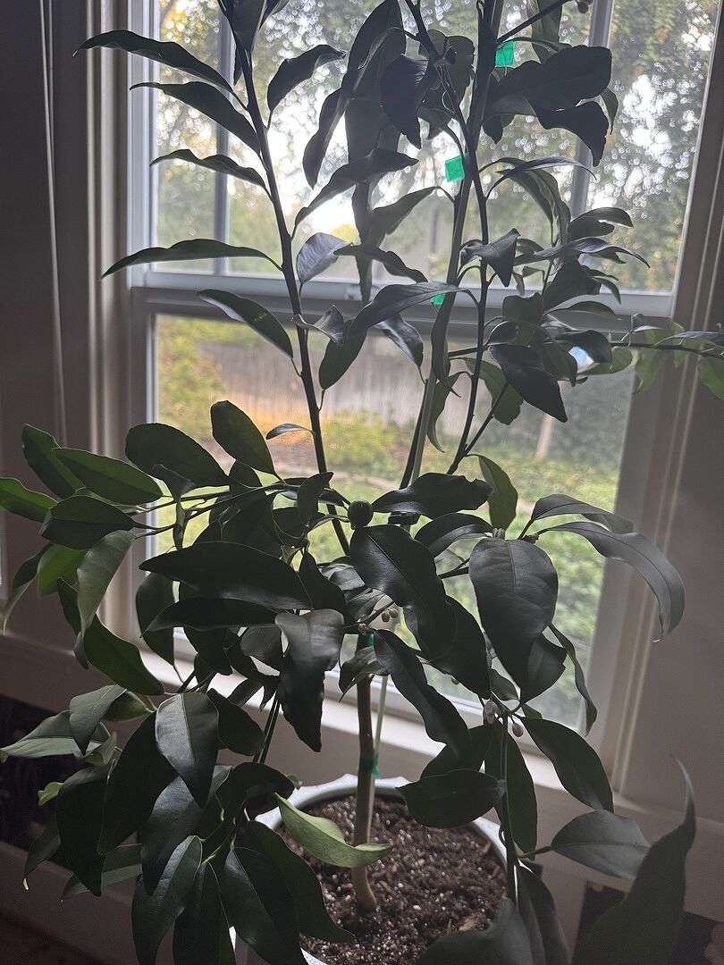 Nagami Kumquat Tree