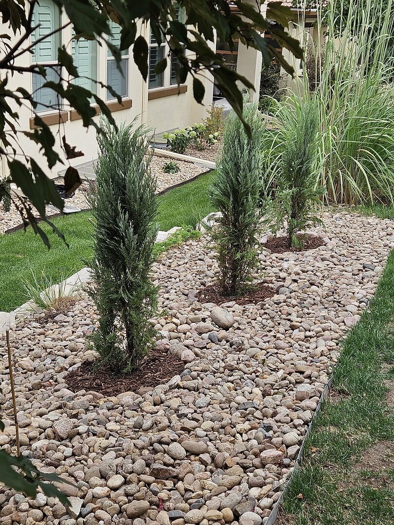 Customer review of Moonglow Juniper Tree