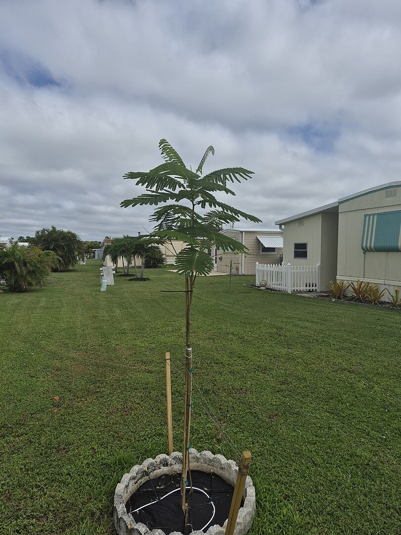 Customer review of Royal Poinciana Tree