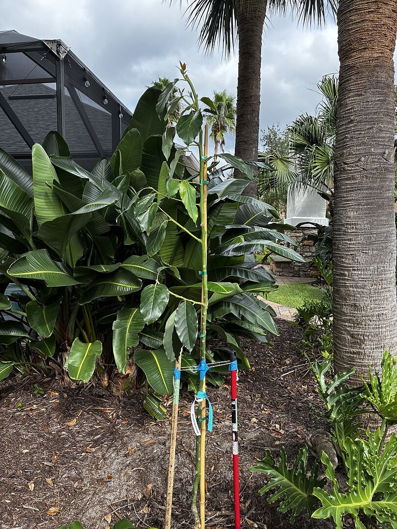 Customer review of Cold Hardy Avocado Tree