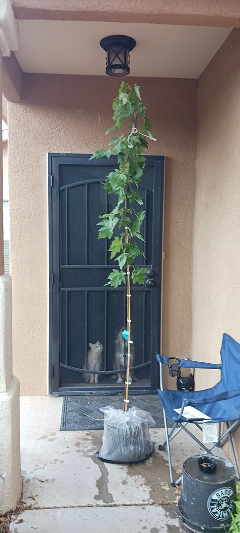 Beautiful tree