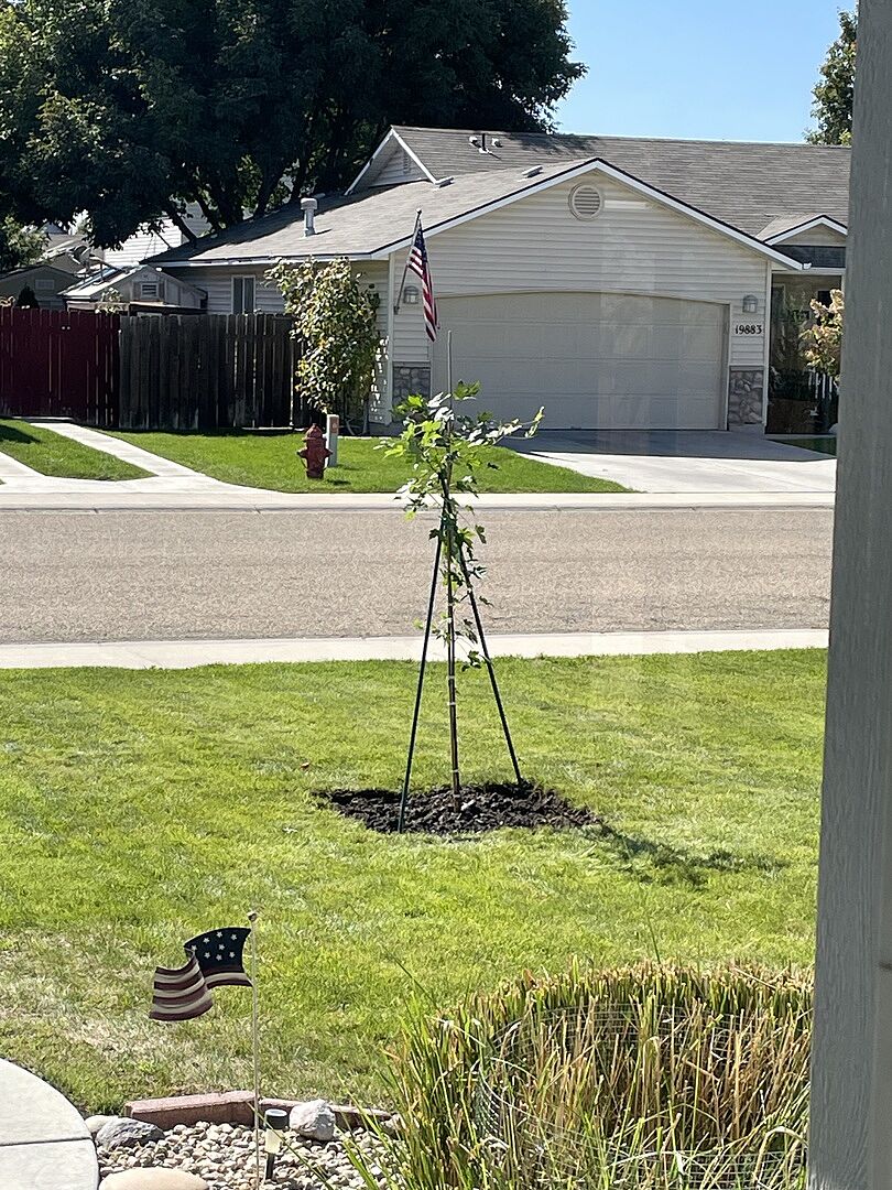 Customer review of Autumn Blaze® Red Maple Tree