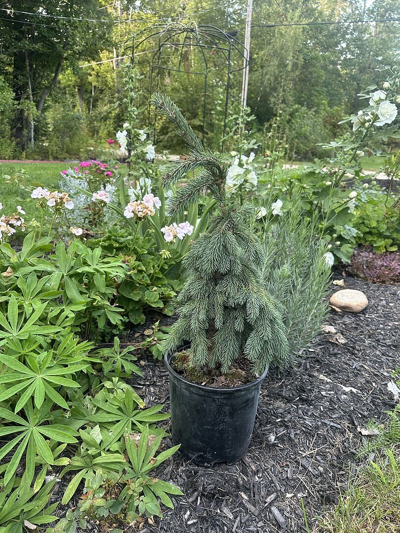 Customer review of Weeping White Spruce Tree