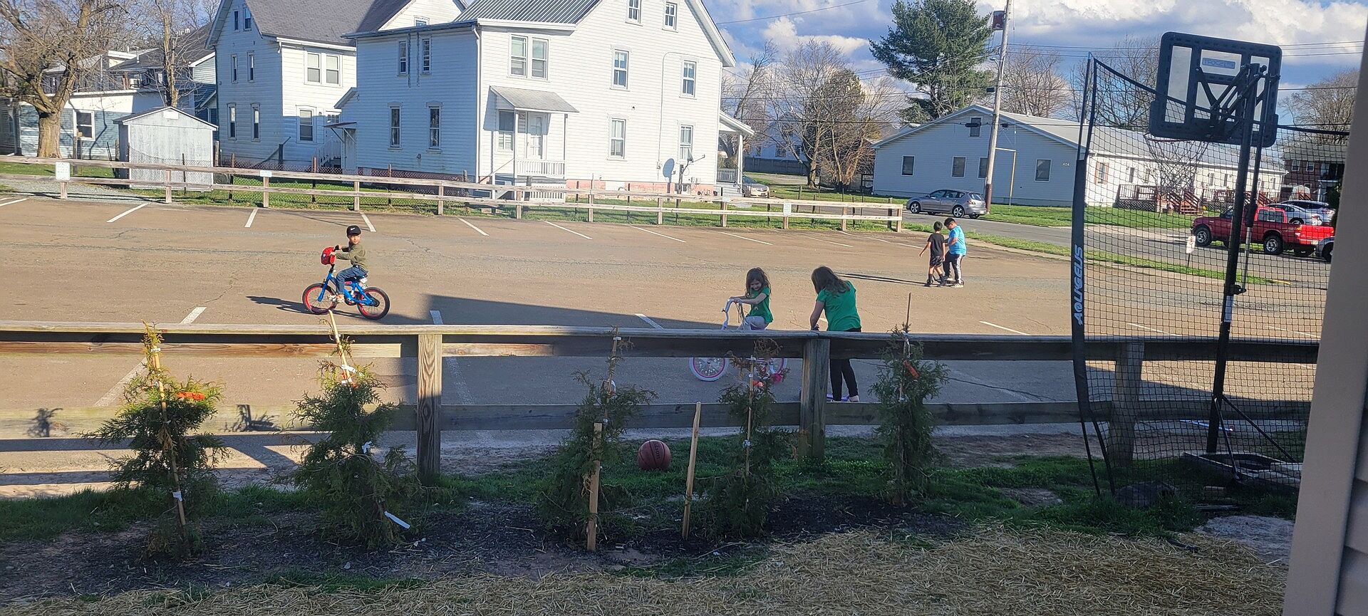 Customer review of Junior Giant Thuja Tree