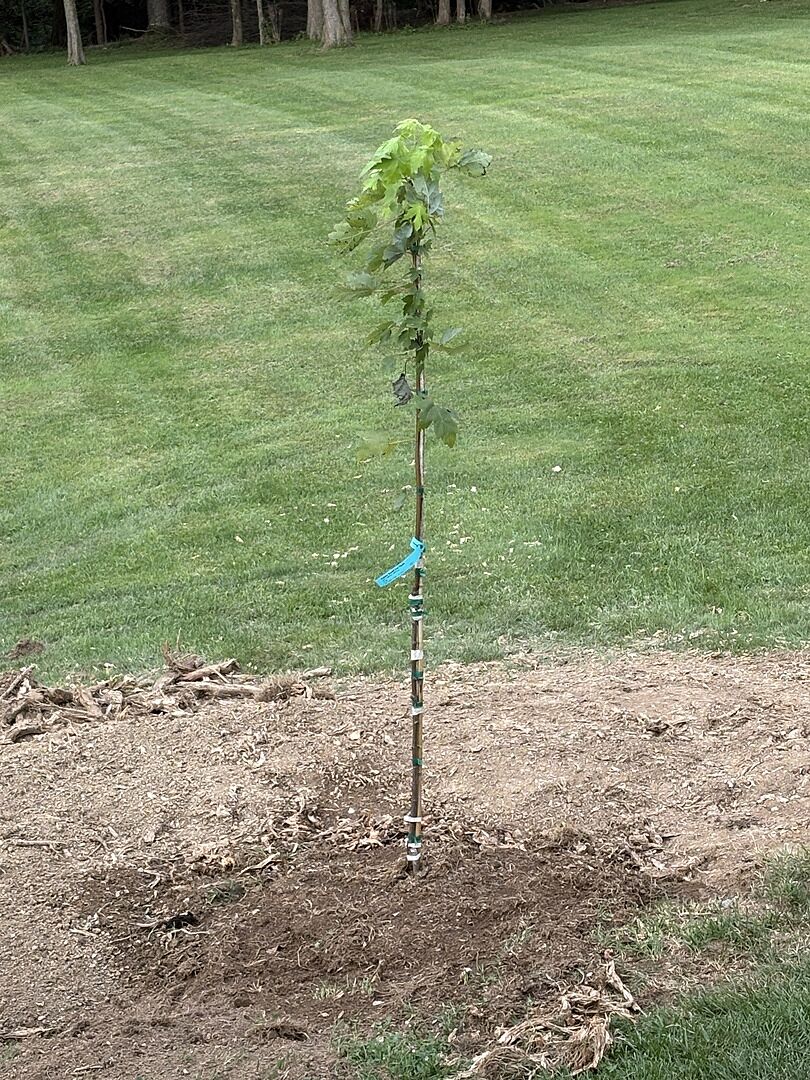 Customer review of Autumn Blaze® Red Maple Tree