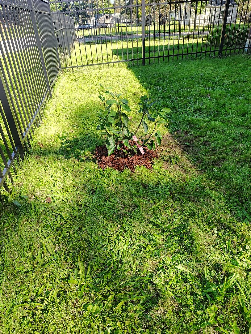 Customer review of Autumn Brilliance Serviceberry Tree