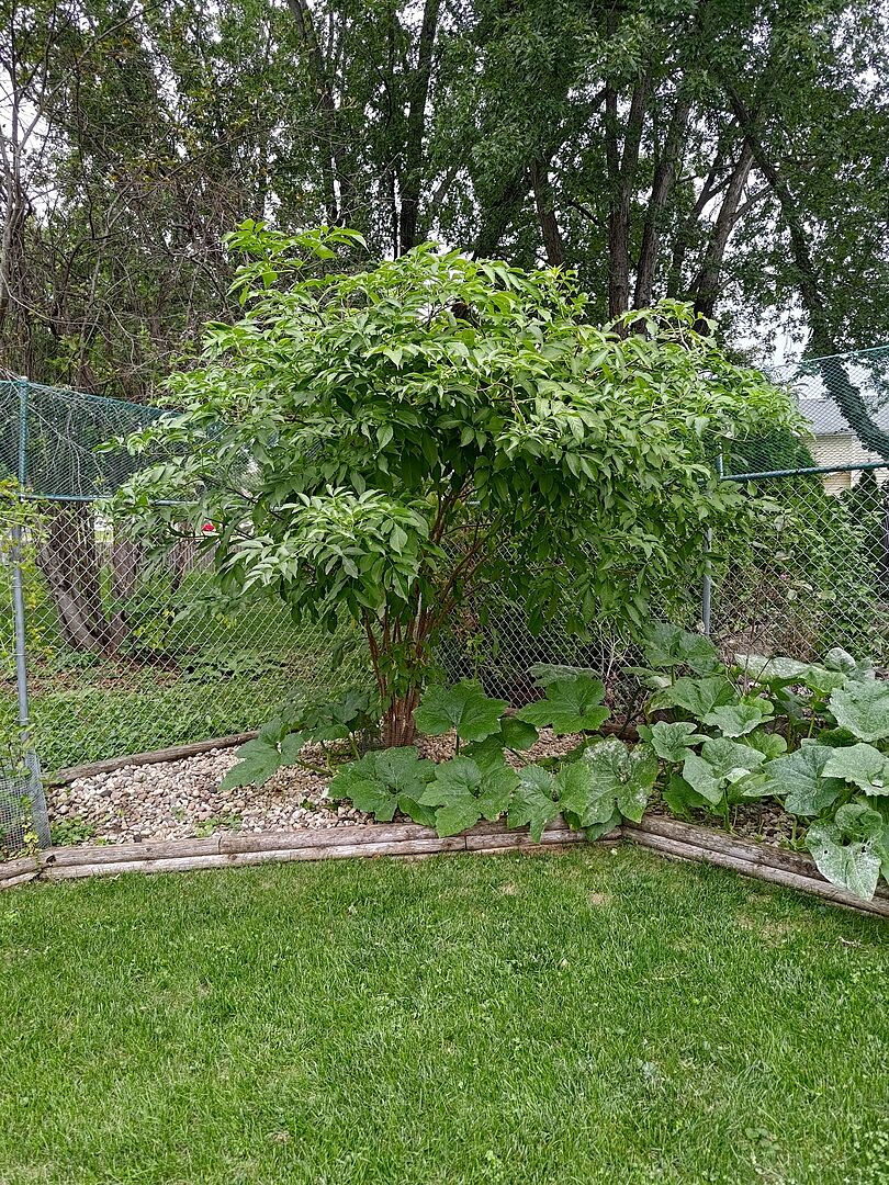 Customer review of Marge Elderberry Bush