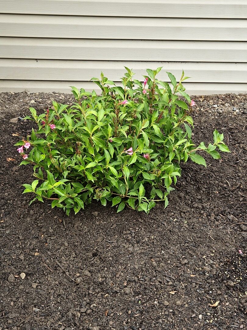 Customer review of Proven Winners® Sonic Bloom® Weigela Shrub