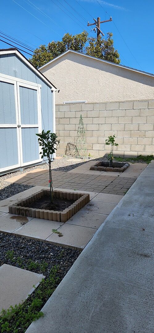Healthy Meyer Lemom tree!