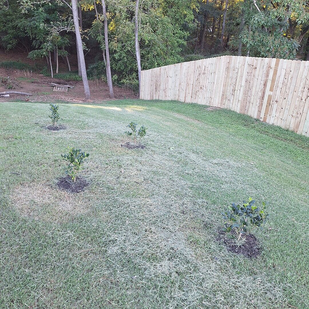Customer review of Nellie Stevens Holly Shrub
