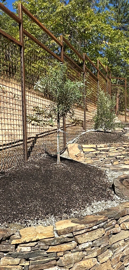 Customer review of Leccino Olive Tree