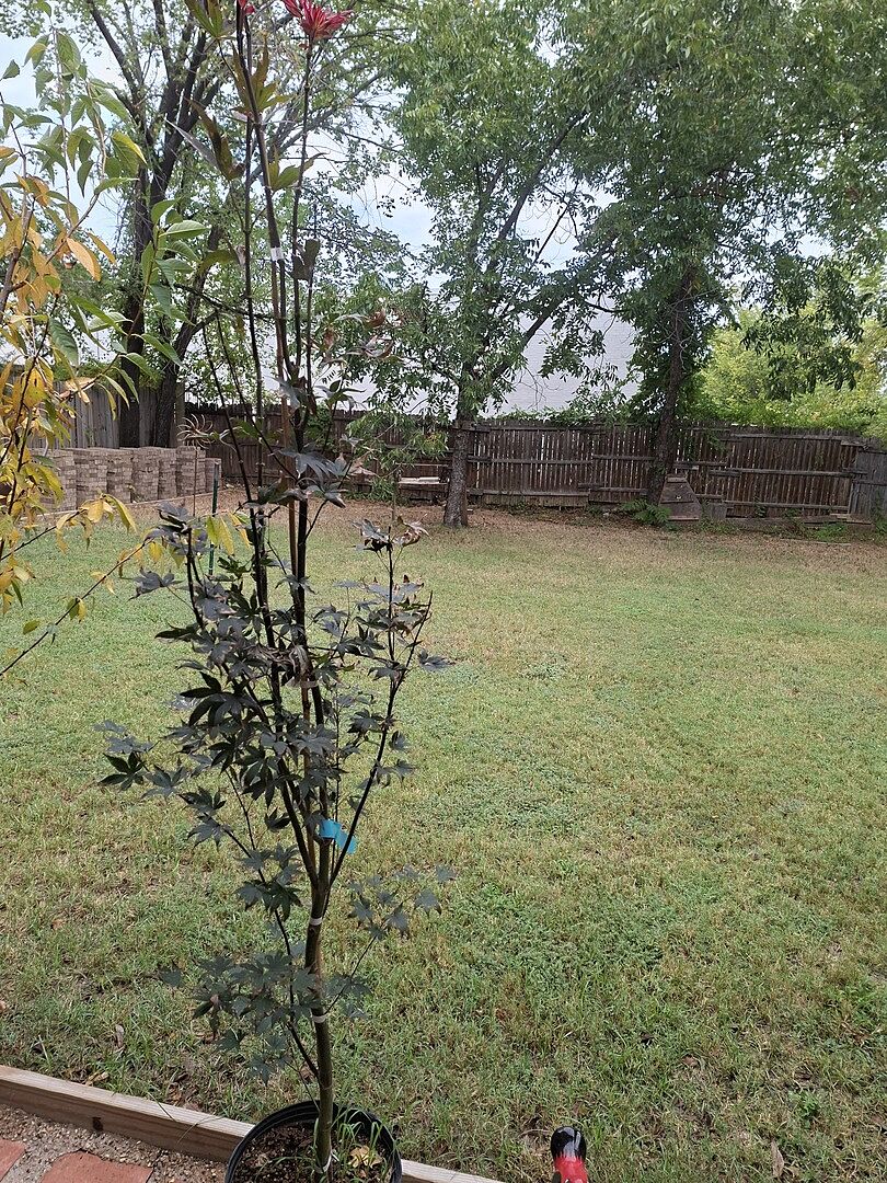 Customer review of Bloodgood Japanese Maple Tree