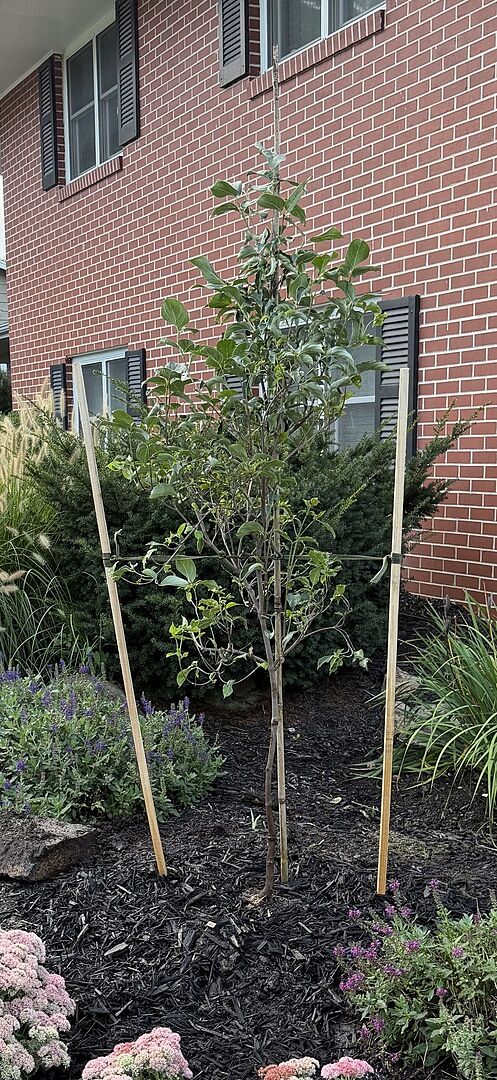 Customer review of White Kousa Dogwood