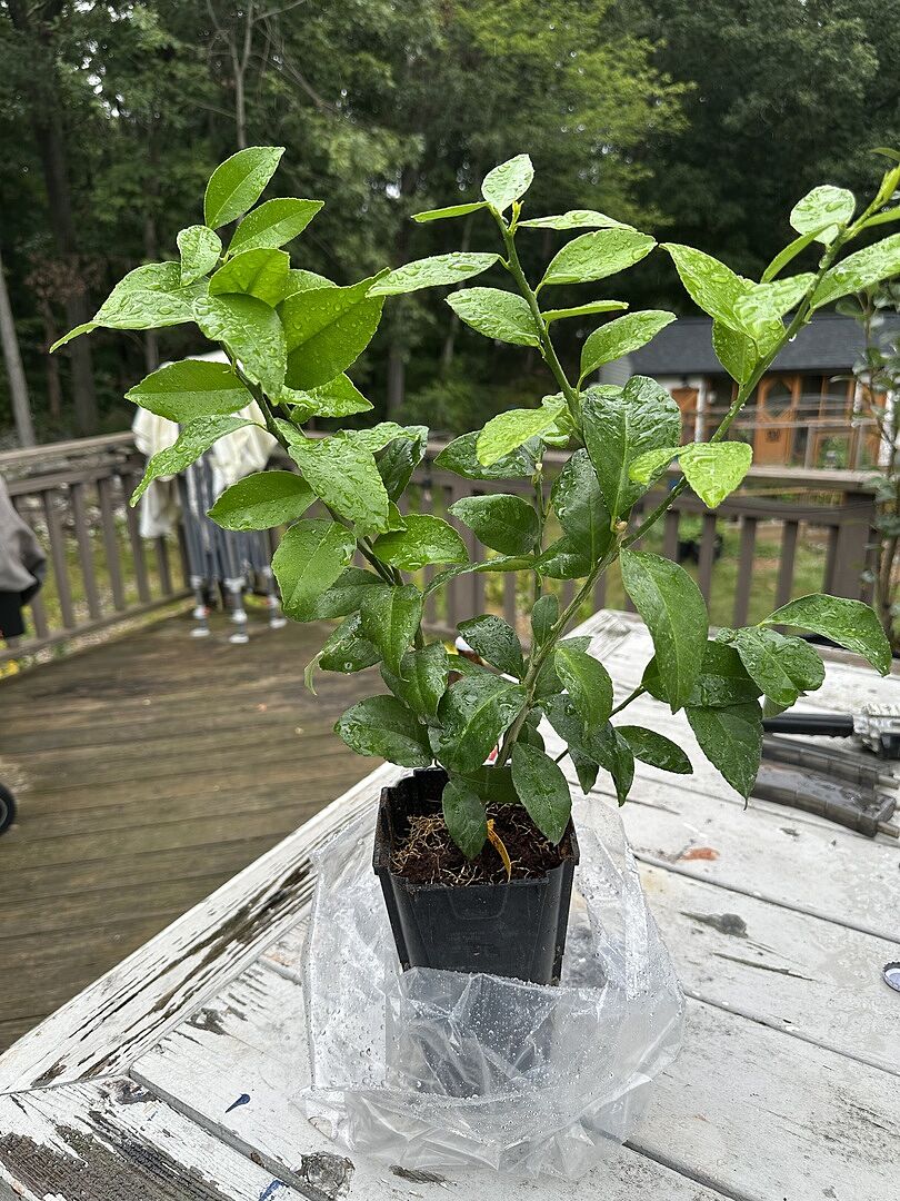 Customer review of Meyer Lemon Bush