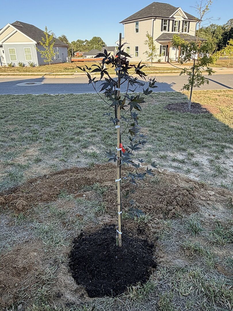 Customer review of Bloodgood Japanese Maple Tree