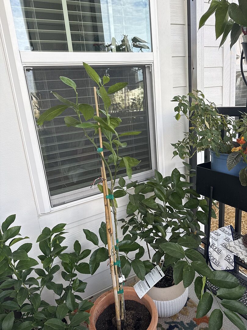 Customer review of Owari Satsuma Mandarin Tree