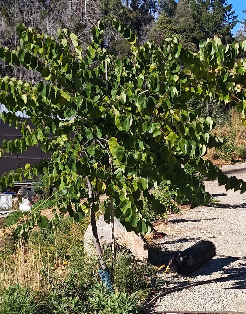 3yr planted Redbud doing rather well!