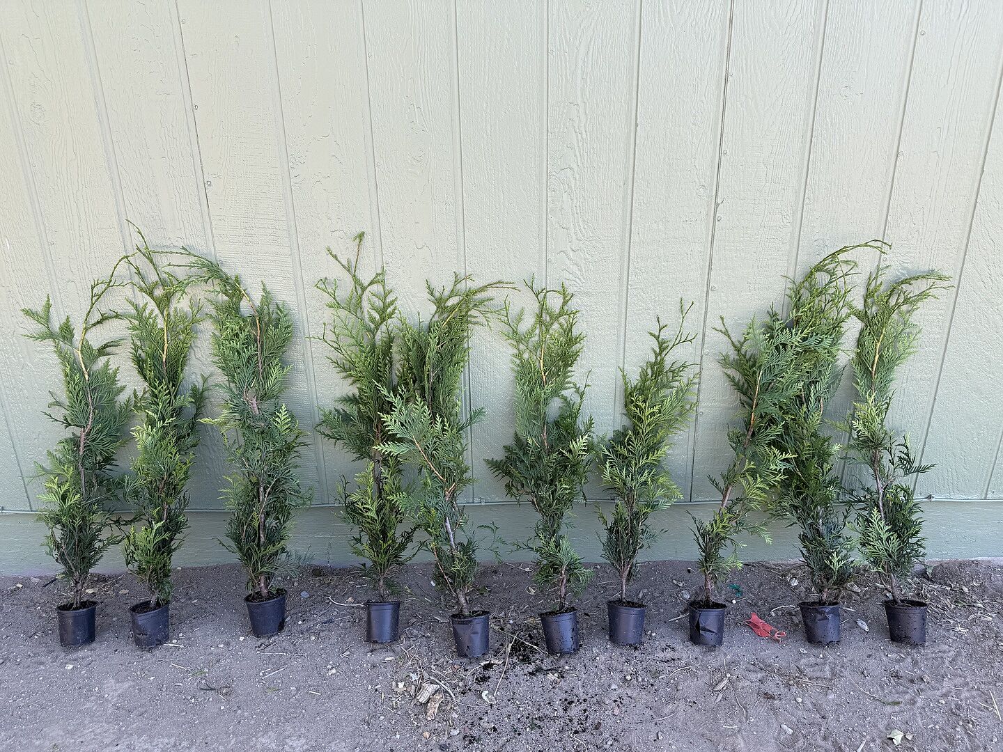 Customer review of Thuja Green Giant Arborvitae