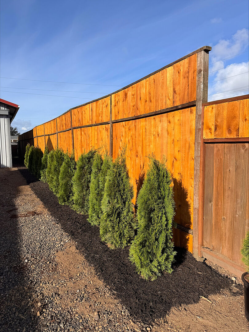 Love my new emerald green arborvitae