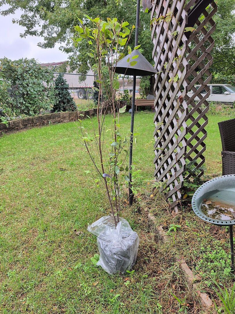 Customer review of Heritage® River Birch