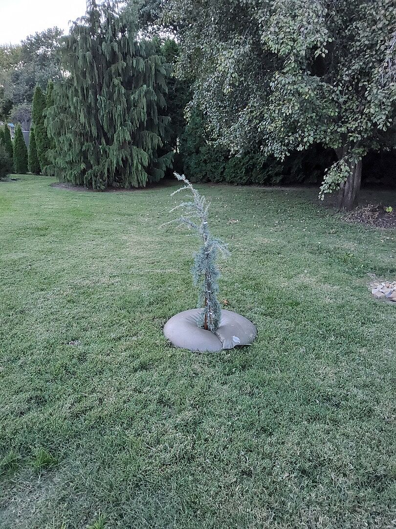 Customer review of Karl Fuchs Himalayan Cedar Tree