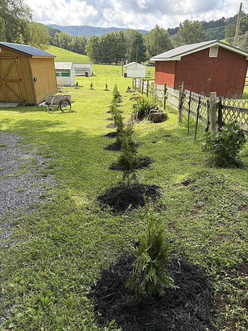 Customer review of Thuja Green Giant Arborvitae