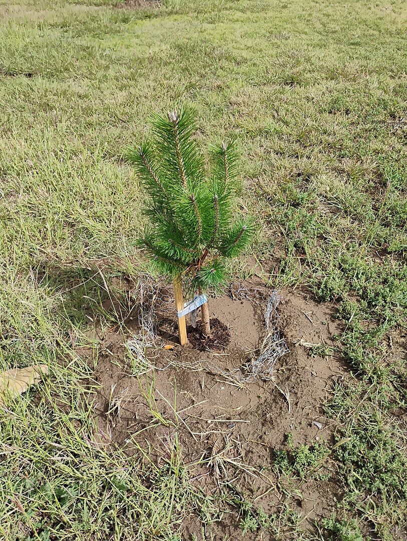 Customer review of Austrian Pine Tree