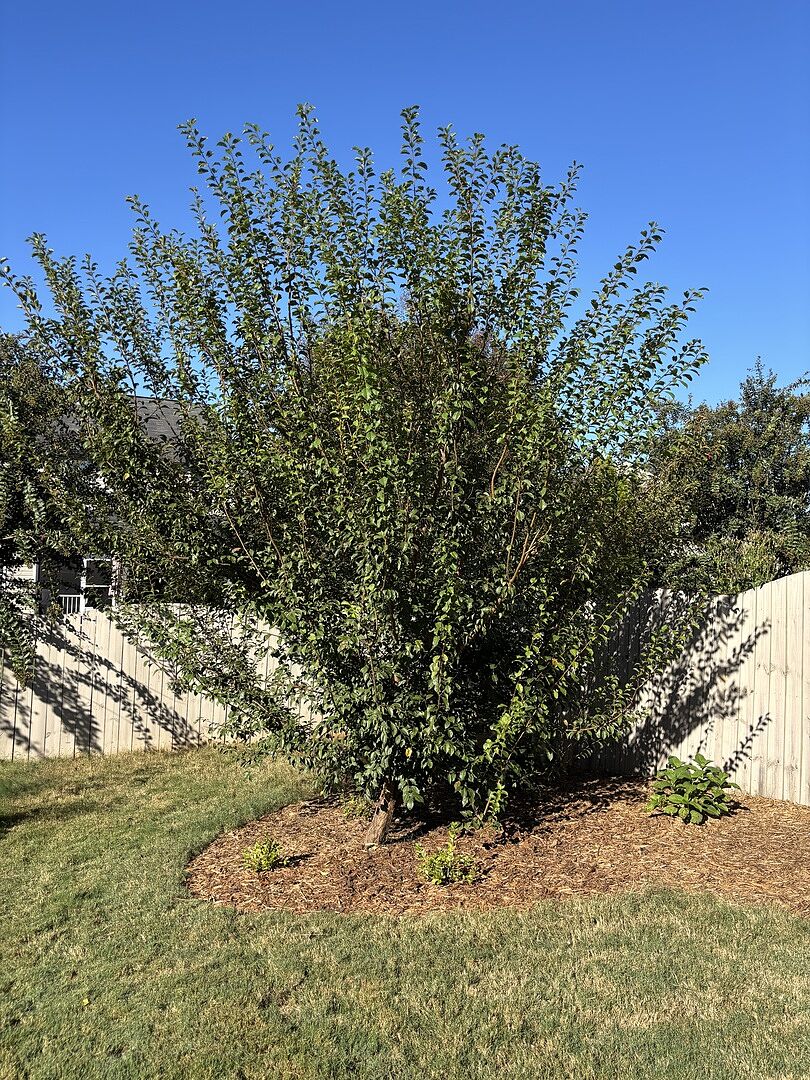 Customer review of Methley Plum Tree