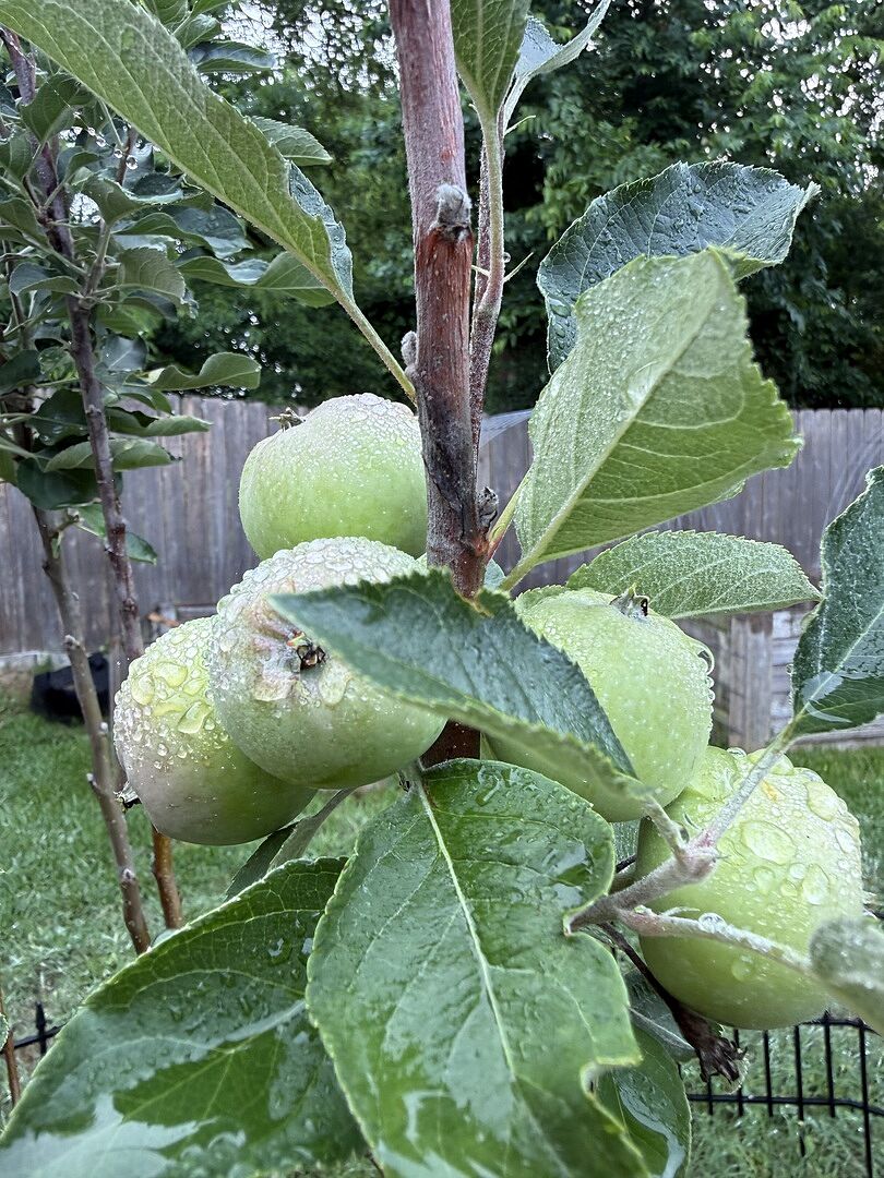 Customer review of 4-in-1 Apple Tree