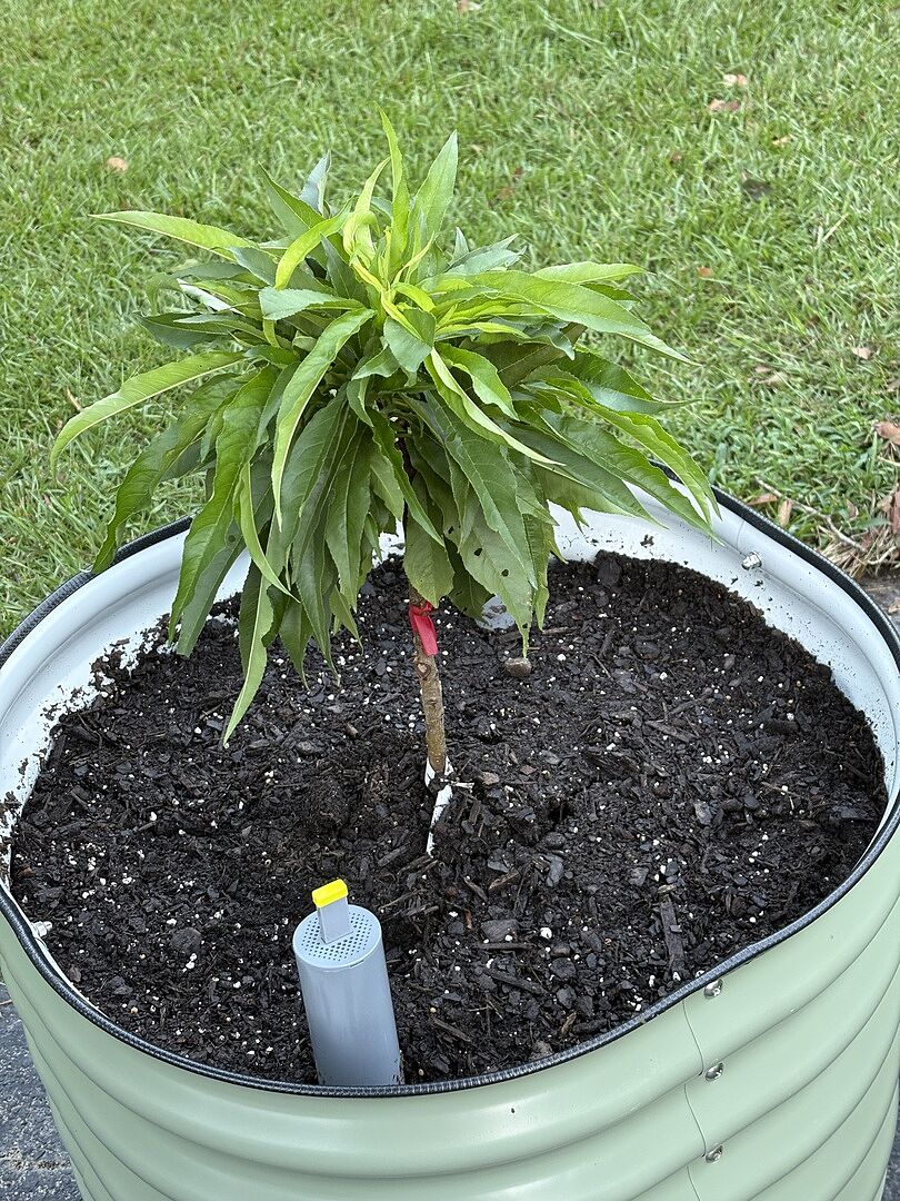 Customer review of Honey Babe Patio Peach Tree