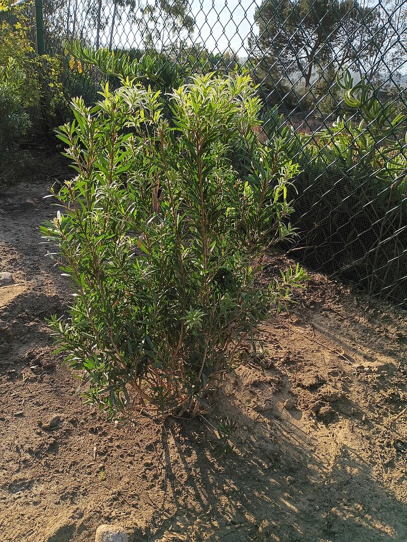 Customer review of Red Cluster Bottlebrush Shrub