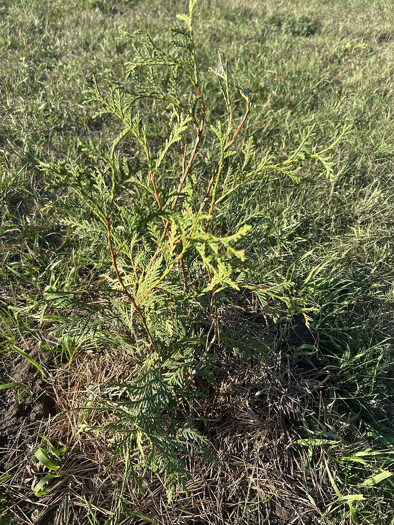 Customer review of Techny Cold Hardy Thuja Tree
