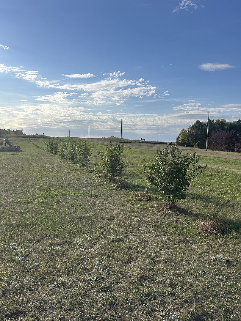The trees arrived in Great