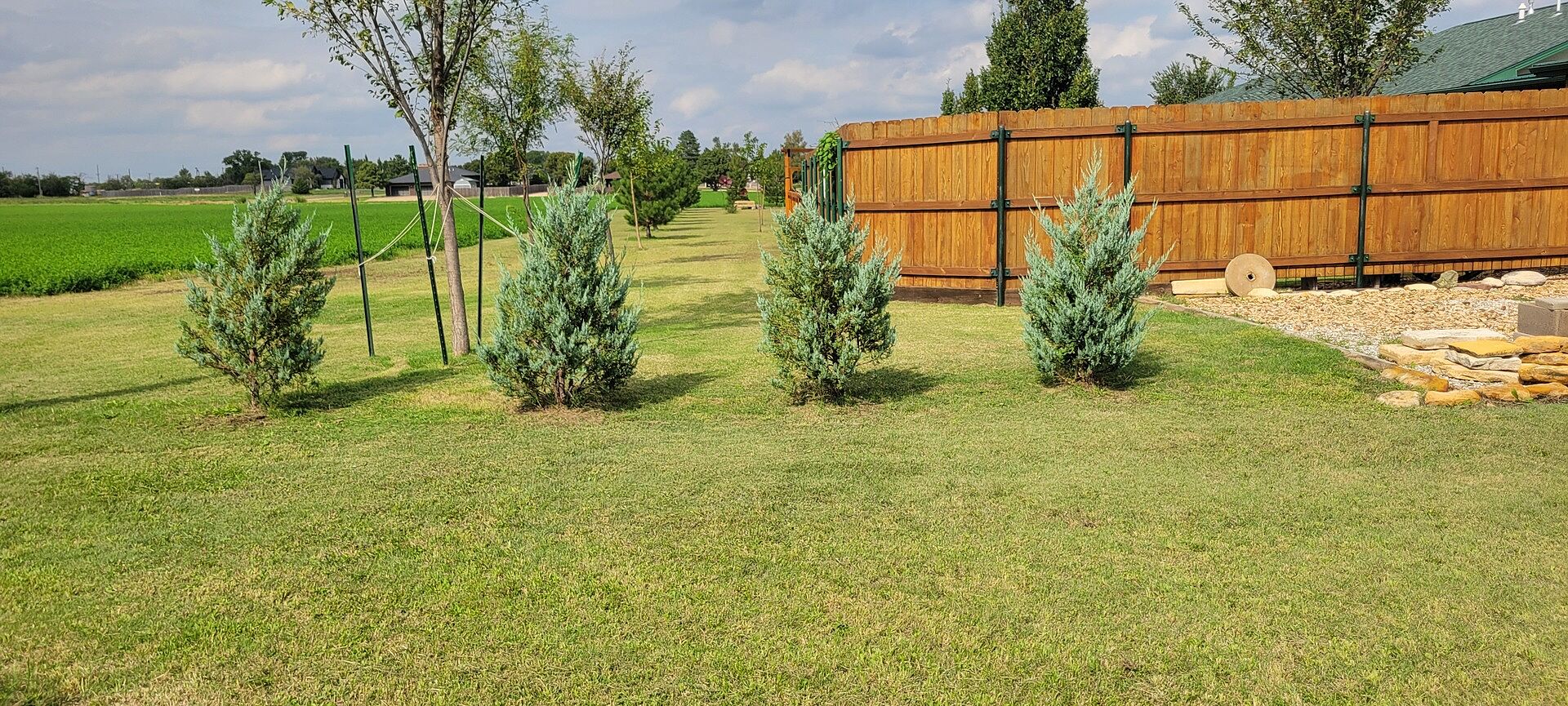 Customer review of Juniper 'Wichita Blue' Tree