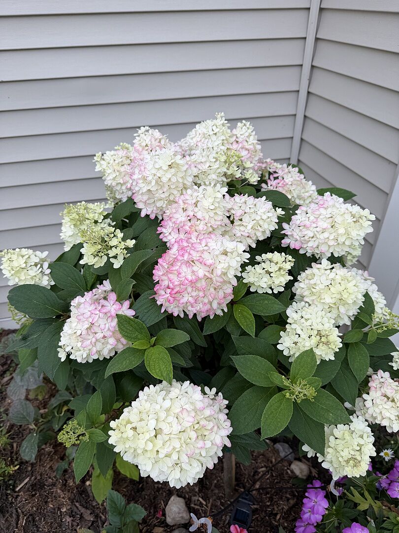 Customer review of Sweet Starlight™ Hydrangea Tree
