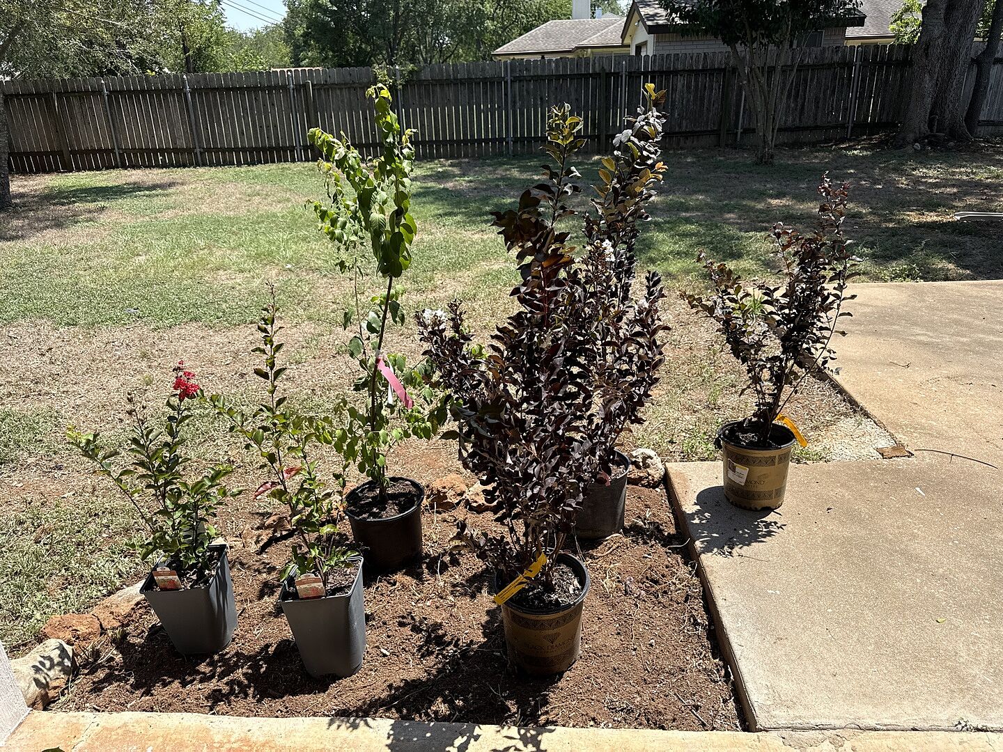Customer review of Black Diamond® Radiant Red Crape Myrtle