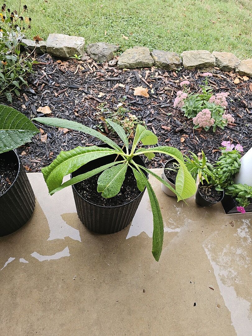 Customer review of Plumeria
