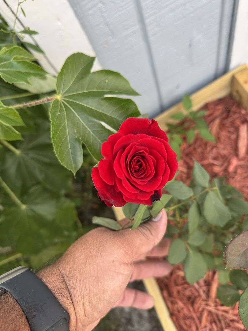 Customer review of Don Juan Climbing Rose Shrub