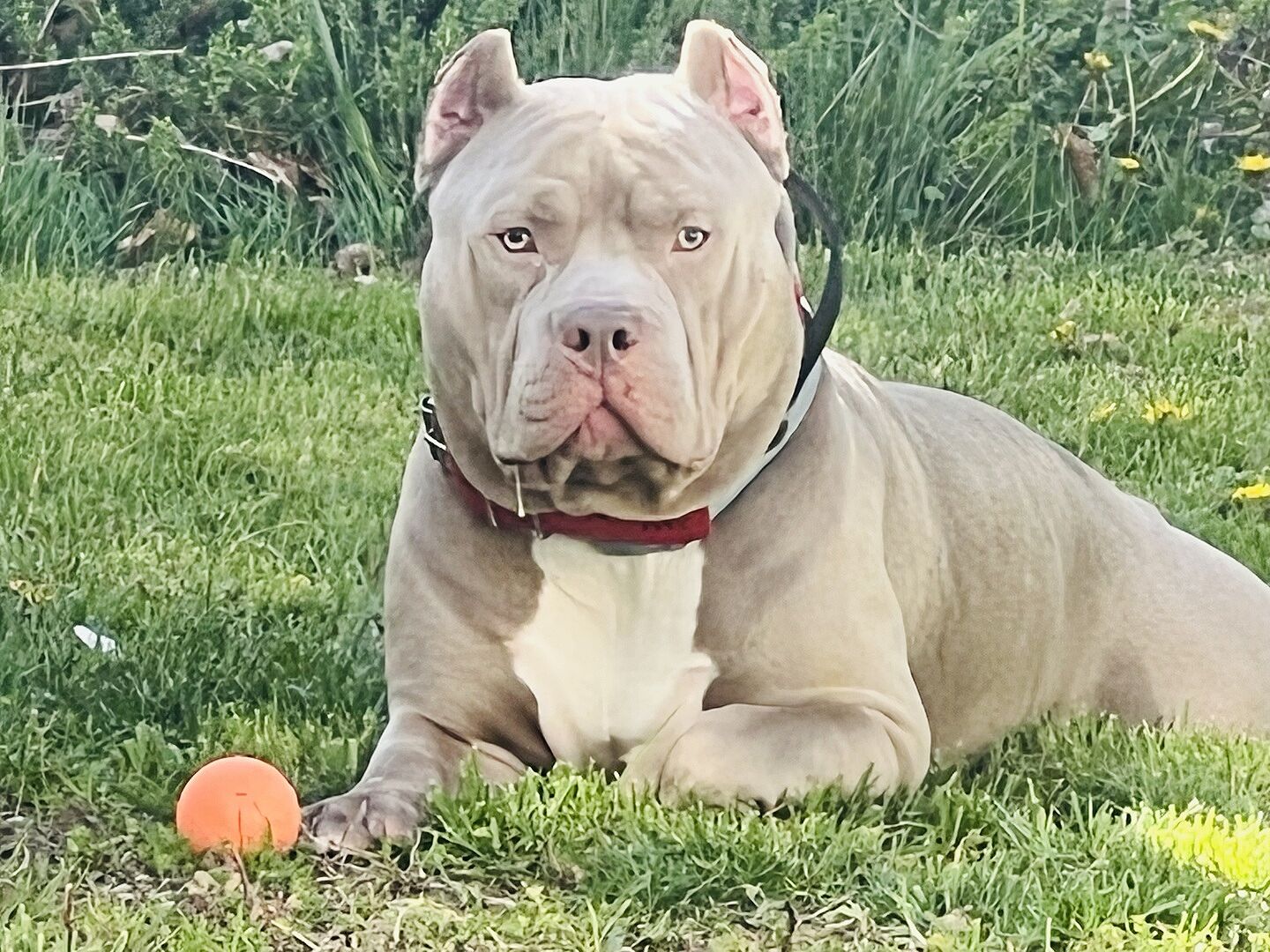 Phil R.'s fawn-and-white American Bully lying in the grass next to an orange ball