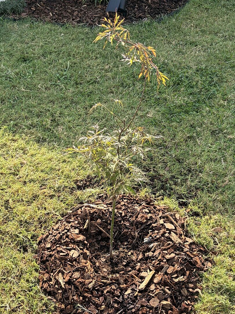 Customer review of Red Dragon Japanese Maple Tree