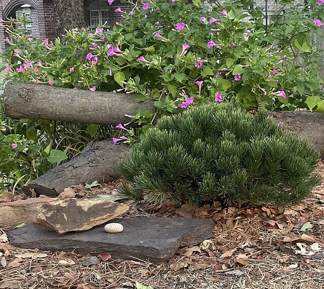 Dwarf Mugo Pine Shrub