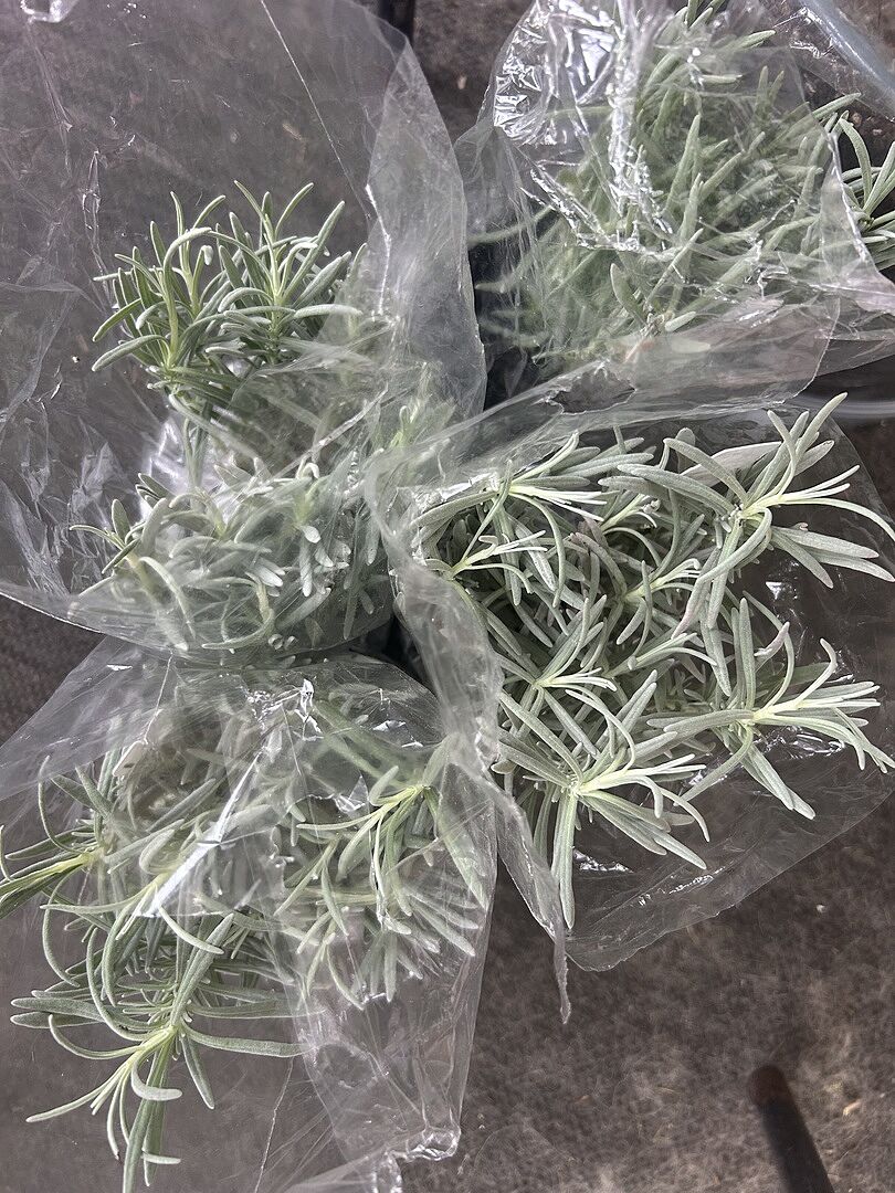 Customer review of Southern Living® Phenomenal™ Lavender Plant