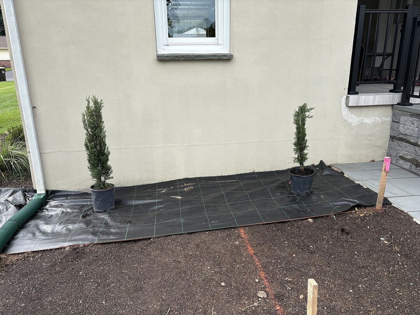 Customer review of Italian Cypress Tree