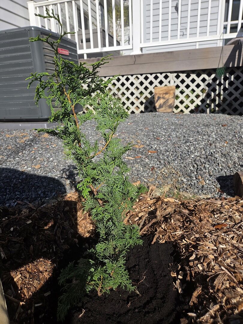 Customer review of Slender Hinoki Cypress Tree