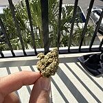 Customer photo of Lemon Pound Cake THCa Flower