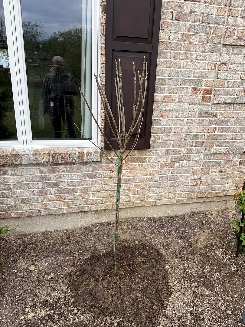 Customer review of Proven Winners® Limelight Hydrangea Tree