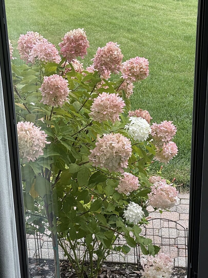 Beautiful hydrangeas