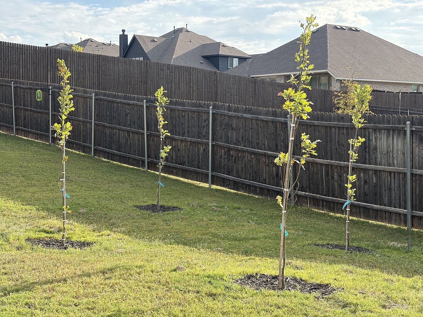 Customer review of Scarlet Letter™ Oak Tree